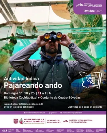 Cartel de Pajareando ando: un hombre mira con binoculares entre las vitrinas del museo.
